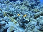 Hawaii Scuba divng 21