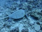 Hawaii Scuba divng 23