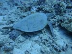 Hawaii Scuba divng 24