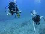 Hawaii Scuba divng 28