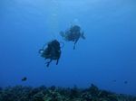 Hawaii Scuba divng 29