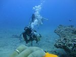 Hawaii Scuba divng 32