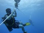 Hawaii Scuba divng 44