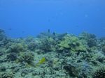 Hawaii Scuba divng 56