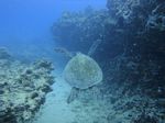 Hawaii Scuba divng 67