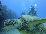 Hawaii Scuba divng 70