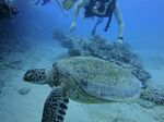 Hawaii Scuba divng 71