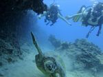 Hawaii Scuba divng 72