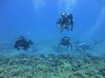 Hawaii Scuba divng 15