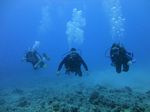 Hawaii Scuba divng 24