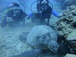 Hawaii Scuba divng 31