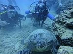 Hawaii Scuba divng 32