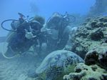 Hawaii Scuba divng 34