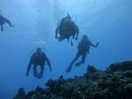 Hawaii Scuba divng 35