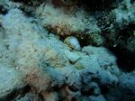 Waikiki scuba 18