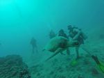 Hawaii Scuba divng 17