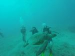 Hawaii Scuba divng 18