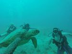 Hawaii Scuba divng 21