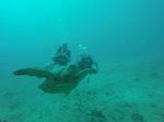 Hawaii Scuba divng 23