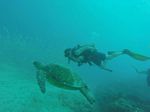 Hawaii Scuba divng 05