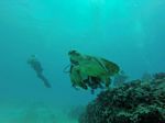 Hawaii Scuba divng 20