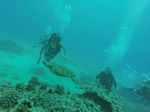 Hawaii Scuba divng 27