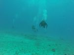 Hawaii Scuba divng 87