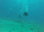 Hawaii Scuba divng 87