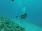 Hawaii Scuba divng 92