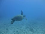 Hawaii Scuba divng 15