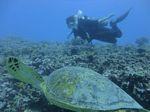 Hawaii Scuba divng 23