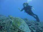 Hawaii Scuba divng 24