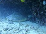 Hawaii Scuba divng 26