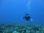 Hawaii Scuba divng 37