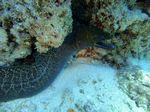 Oahu scuba 46