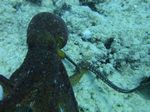 Oahu scuba 53