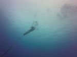 Hawaii Scuba divng 18