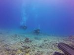 Hawaii Scuba divng 39