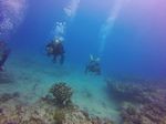 Hawaii Scuba divng 52