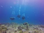 Hawaii Scuba divng 53