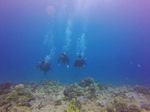 Hawaii Scuba divng 54