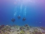 Hawaii Scuba divng 56