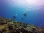 Hawaii Scuba divng 56