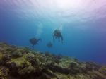 Hawaii Scuba divng 57
