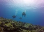 Hawaii Scuba divng 57