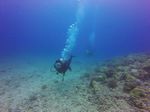 Hawaii Scuba divng 68