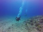 Hawaii Scuba divng 68