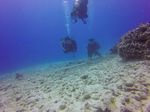 Hawaii Scuba divng 73