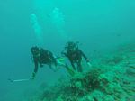 Hawaii Scuba divng 13