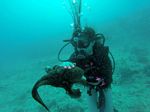 Hawaii Scuba divng 81